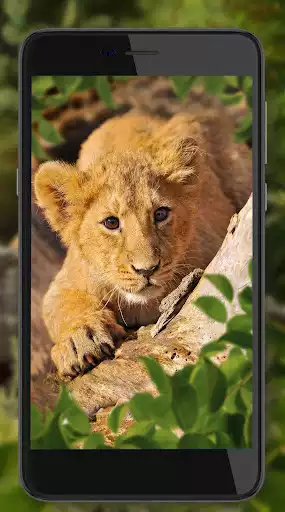 Play Lion King Jungle as an online game Lion King Jungle with UptoPlay