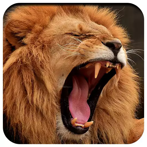Play Lion king wallpaper APK
