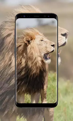 Play Lion king wallpaper as an online game Lion king wallpaper with UptoPlay