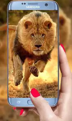 Play Lion Live Wallpaper 2019: 3D Real HD Background