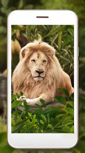 Play Lion Live Wallpaper as an online game Lion Live Wallpaper with UptoPlay