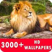 Free play online Lion Live Wallpapers HD APK