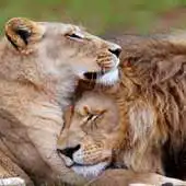 Free play online Lion Love Live Wallpaper APK