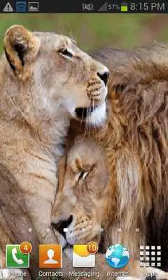 Play Lion Love Live Wallpaper