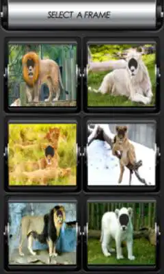 Play Lion Photo Montage