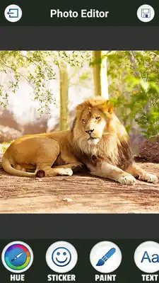 Play Lion Photo Montage