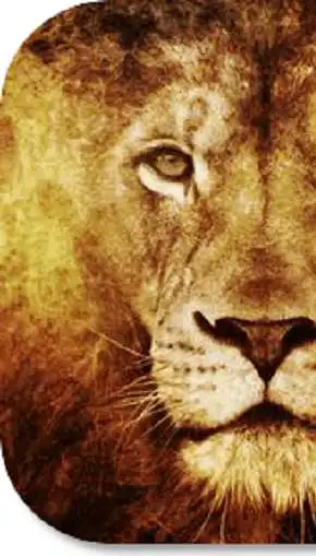 Free play online Lion Pride HD Wallpapers  APK