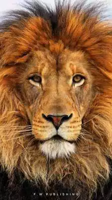 Play Lion Puzzles Lite