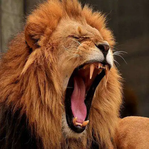 Free play online Lion Roar APK Free play online Lion Roar APK