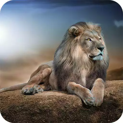 Run free android online Lions HD Wallpaper APK