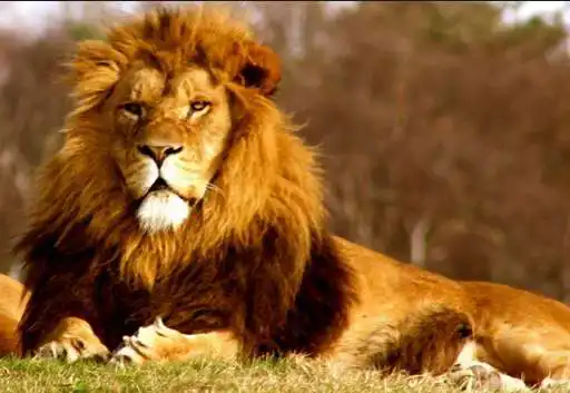 Play lions live wallpapers