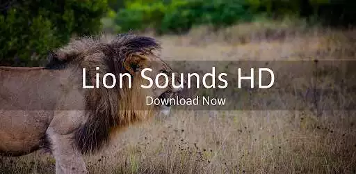Play Lion Sounds HD  and enjoy Lion Sounds HD with UptoPlay