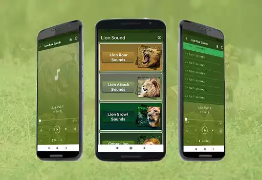 Play Lion Sounds