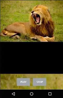 Play Lion Sounds