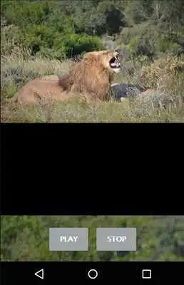 Play Lion Sounds