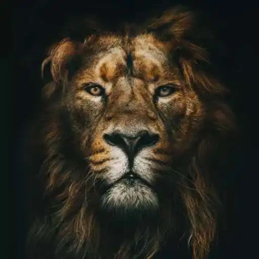 Play Lions Pictures HD Offine APK