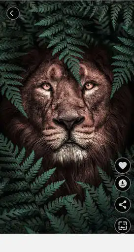 Play Lions Pictures HD Offine as an online game Lions Pictures HD Offine with UptoPlay