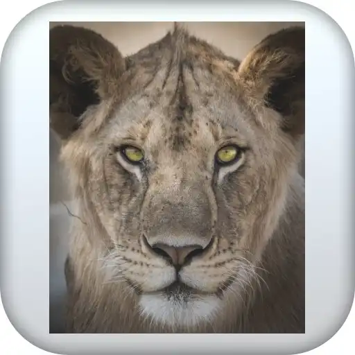 Play Lions pictures APK Play Lions pictures APK