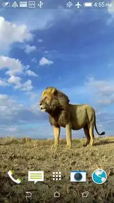 Play Lions Video Live Wallpaper Play Lions Video Live Wallpaper