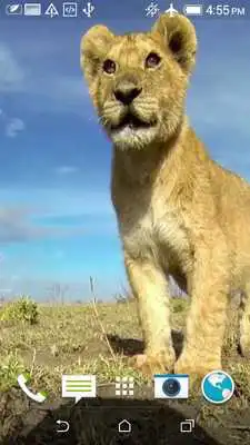Play Lions Video Live Wallpaper Play Lions Video Live Wallpaper