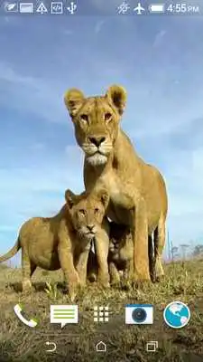 Play Lions Video Live Wallpaper Play Lions Video Live Wallpaper