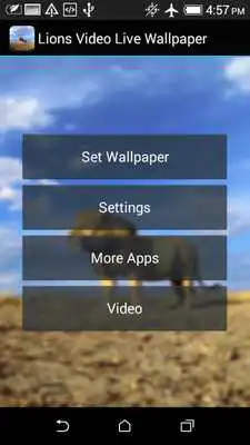 Play Lions Video Live Wallpaper Play Lions Video Live Wallpaper