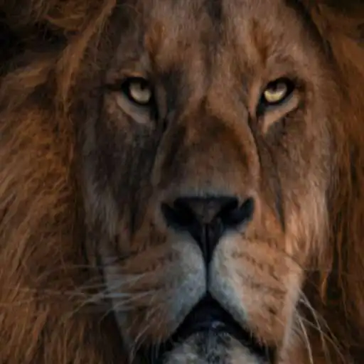 Free play online Lions Wallpaper APK Free play online Lions Wallpaper APK