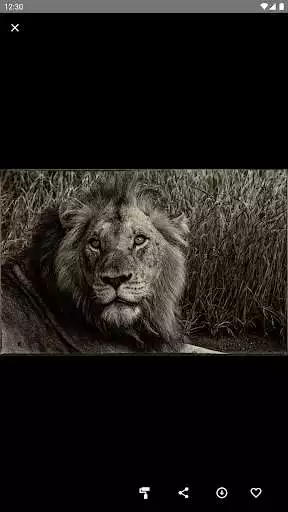 Play Lions Wallpaper