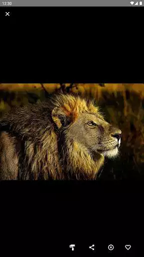 Play Lions Wallpaper