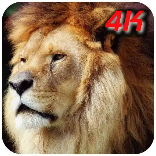 Play lions wallpapers HD and 4K free APK Play lions wallpapers HD and 4K free APK