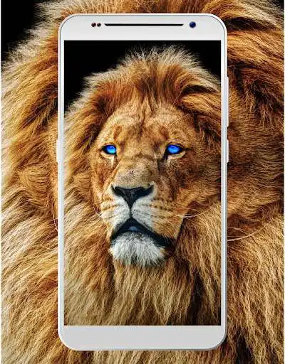 Play lions wallpapers HD and 4K free  and enjoy lions wallpapers HD and 4K free with UptoPlay