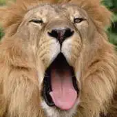 Free play online Lion The King Of Wallpapers APK