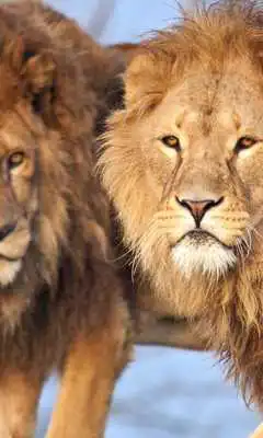 Play Lion The King Of Wallpapers