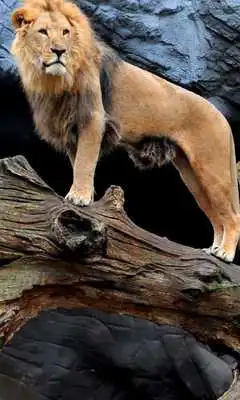 Play Lion The King Of Wallpapers