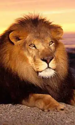 Play Lion The King Of Wallpapers