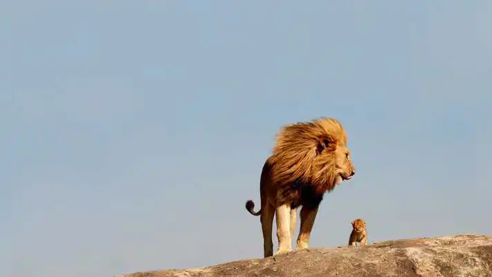 Play Lion The King Of Wallpapers