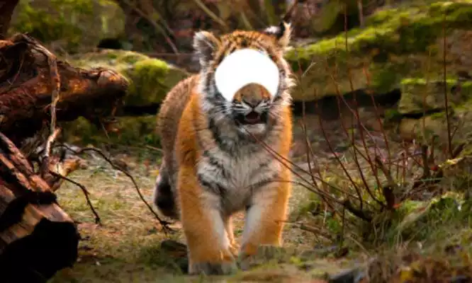 Play Lion  Tiger Photo Editor