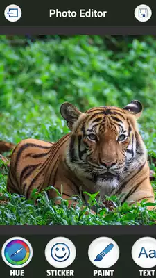 Play Lion  Tiger Photo Editor