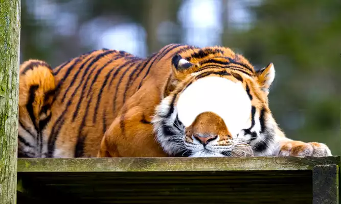 Play Lion  Tiger Photo Editor