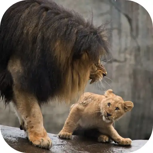 Play Lion Video Live Wallpaper APK