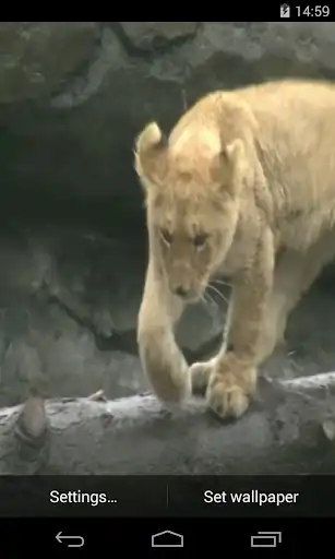 Play Lion Video Live Wallpaper  and enjoy Lion Video Live Wallpaper with UptoPlay