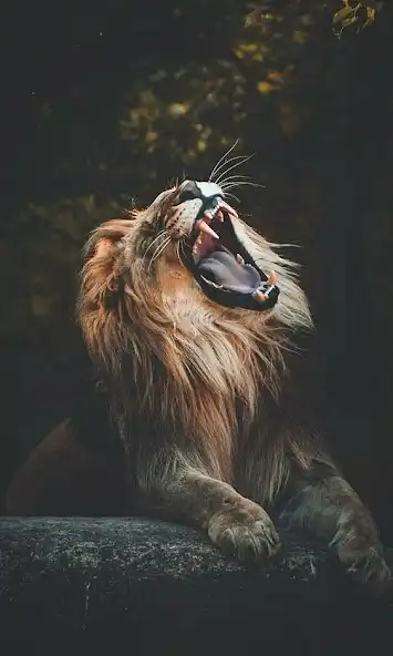 Play Lion Video Wallpaper as an online game online Lion Video Wallpaper with UptoPlay Play Lion Video Wallpaper as an online game Lion Video Wallpaper with UptoPlay