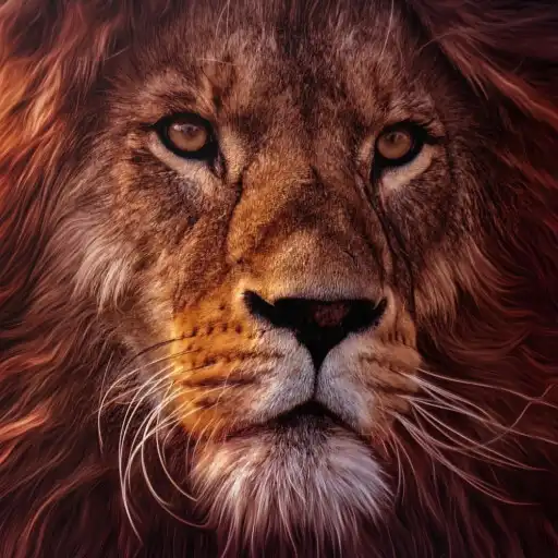 Play Lion Wallpaper and Images HD APK Play Lion Wallpaper and Images HD APK