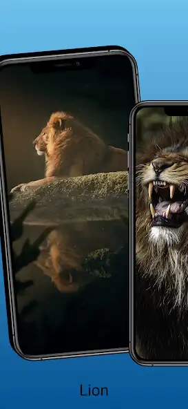 Play Lion Wallpaper and Images HD  and enjoy Lion Wallpaper and Images HD with UptoPlay