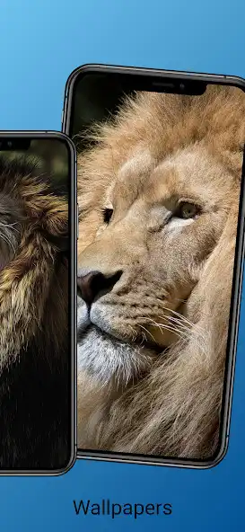 Play Lion Wallpaper and Images HD as an online game Lion Wallpaper and Images HD with UptoPlay