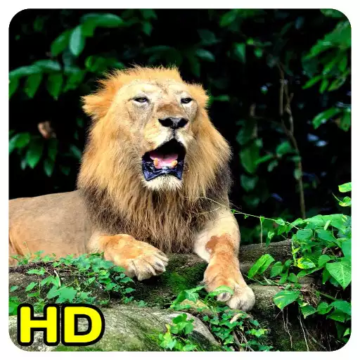 Play Lion Wallpaper APK Play Lion Wallpaper APK