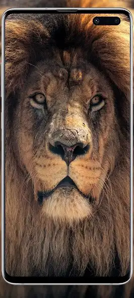 Play Lion wallpaper lioness  and enjoy Lion wallpaper lioness with UptoPlay