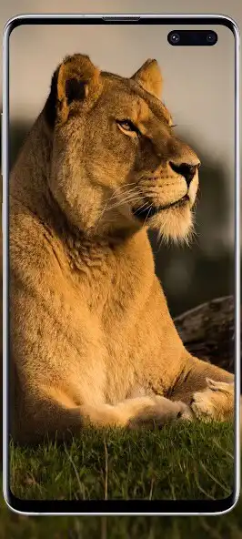 Play Lion wallpaper lioness as an online game Lion wallpaper lioness with UptoPlay
