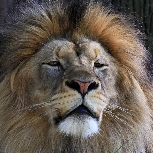 Play Lion Wallpapers 4K Backgrounds APK