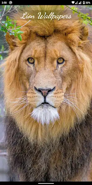 Play Lion Wallpapers 4K Backgrounds  and enjoy Lion Wallpapers 4K Backgrounds with UptoPlay